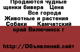 Продаются чудные щенки бивера › Цена ­ 25 000 - Все города Животные и растения » Собаки   . Камчатский край,Вилючинск г.